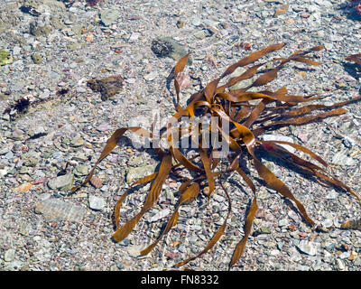 Algen im flachen Wasser Stockfoto