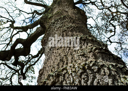 Eine riesige alte Eiche mit knubbeligen, knorrige Rinde, blattlosen im Frühjahr Sonnenlicht. Stockfoto