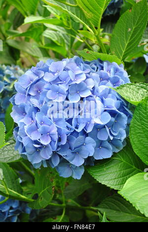 Perfekte Sommer-Blaue Hortensie Stockfoto