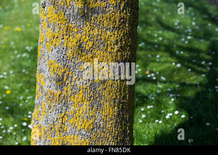 Ein Baum wirft einen Schatten auf dem grünen Rasen Stockfoto, Bild