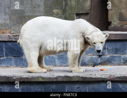 Eisbär steht an einer Wand im Tierpark Stockfoto