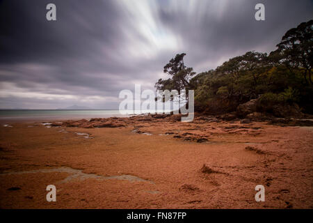 Rote Algen an den Strand, waipu Cove, waipu, bream Bay, Northland, Neuseeland Stockfoto