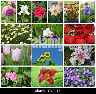 Collage von Blumen im Garten Stockfoto