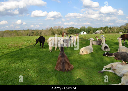 Alpakas in einem weidenden Feld auf einen faulen Tag Sommer Stockfoto