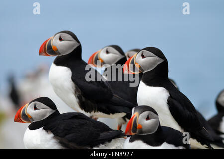 Nahaufnahme einer Kolonie Papageitaucher Vögel Stockfoto