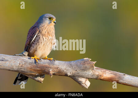 Turmfalken (Falco Tinnunculus), thront Männchen auf einem Toten Ast Montecorvino Rovella, Kampanien, Italien Stockfoto