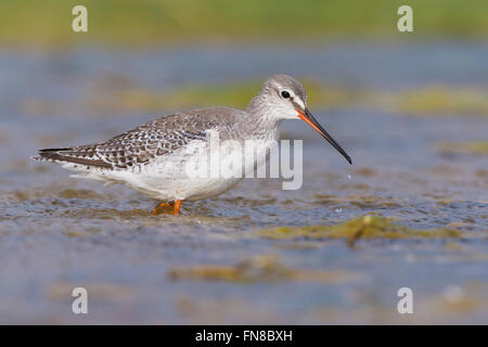 Gefleckte Rotschenkel (Tringa Erythropus), Erwachsene im Winter Gefieder stehen im Wasser, Kampanien, Italien Stockfoto