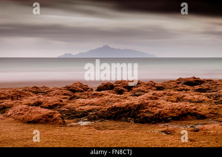 Rote Algen an den Strand, waipu Cove, waipu, bream Bay, Northland, Neuseeland Stockfoto