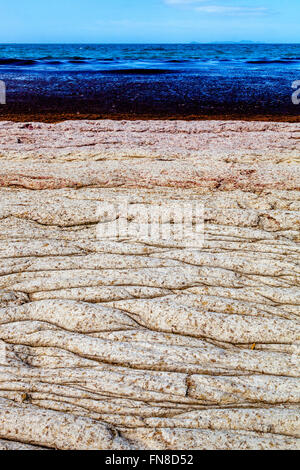 Sand bedeckten Rotalgen gewaschen oben auf den Strand, Waipu Cove, Waipu, Bream Bay, Northland, Neuseeland Stockfoto