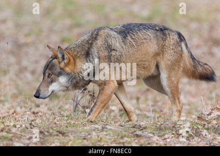 Italienischer Wolf (Canis Lupus Italicus), Gefangene Tier gehen, Civitella Alfedena, Abruzzen, Italien Stockfoto
