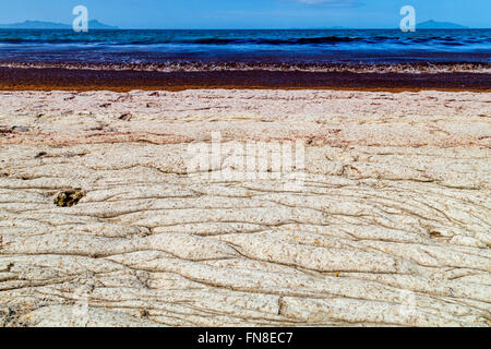 Sand bedeckten Rotalgen gewaschen oben auf den Strand, Waipu Cove, Waipu, Bream Bay, Northland, Neuseeland Stockfoto