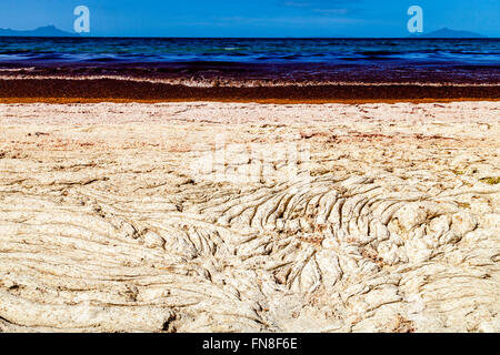 Sand bedeckten Rotalgen gewaschen oben auf den Strand, Waipu Cove, Waipu, Bream Bay, Northland, Neuseeland Stockfoto