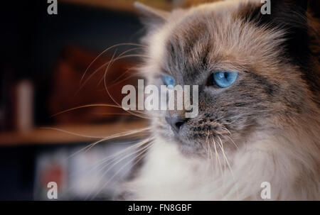 Blaues Auge Ragdoll Katze Stockfoto