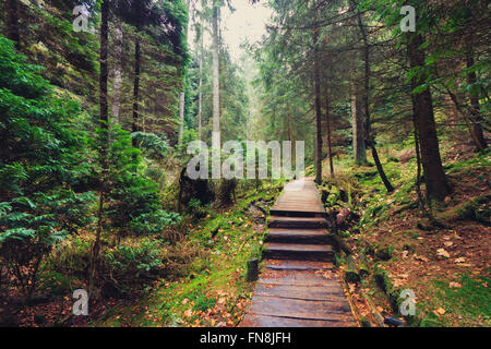 hölzerne Wanderweg in Waldlandschaft Stockfoto