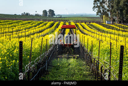 Mähen Senf Zwischenfrucht in Sonoma, Kalifornien Stockfoto