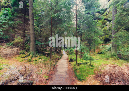 hölzerne Wanderweg durch Waldlandschaft Stockfoto