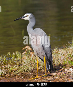 Konfrontiert weißen Reiher stehen am Rande des Sees Samsonvale, Brisbane, Queensland, Australien Stockfoto