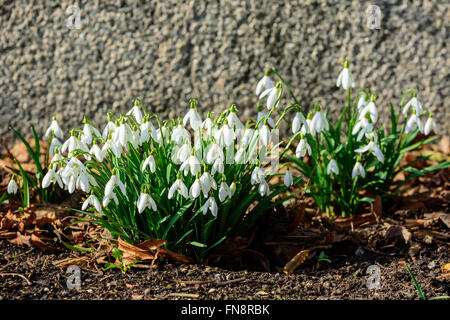 Gemeinsamen Schneeglöckchen (Galanthus Nivalis) im zeitigen Frühjahr gesehen gehört die ersten Blumen blühen in der Saison. Hier zu sehen einer Stockfoto