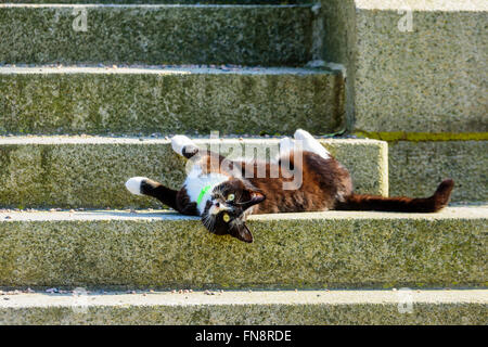 Eine liebenswerte Hauskatze auf den steinernen Stufen zu einem Haus liegen. Große weiße Schnurrhaare Kontrast gegen das dunkle braune und schwarze Tier Stockfoto