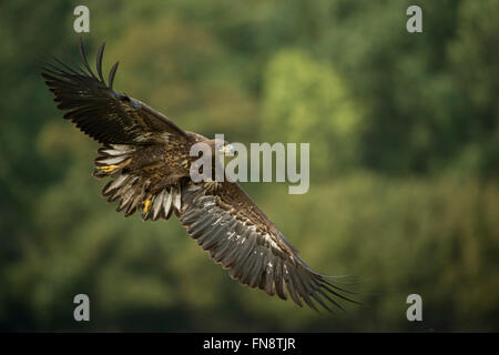 White tailed Eagle / Seeadler (Haliaeetus Horste), unreif, im Flug kurz vor der Landung vor Grün der Wälder. Stockfoto