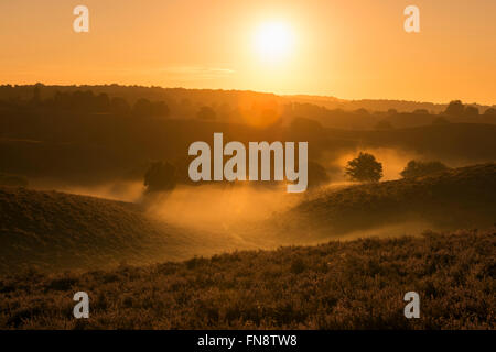 Sonnenaufgang über endlose Hügel mit blühenden Heidekraut mit Nebelbänken in den Tälern, Veluwe (Niederlande), voller Atmosphäre. Stockfoto