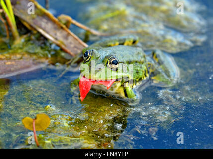 Seefrosch frisst eine Tomate schälen im Sumpf Stockfoto