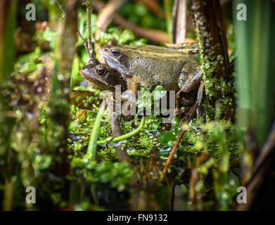 Zwei Paarung gemeinsamen europäischen Frösche. Stockfoto