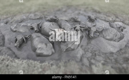 Herde Wasserbüffel in Schlammgrube Stockfoto