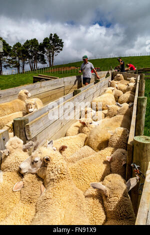 Die Schafe in den Pen warten gezählt und gewogen werden, Schäferei, pukekohe, North Island, Neuseeland Stockfoto