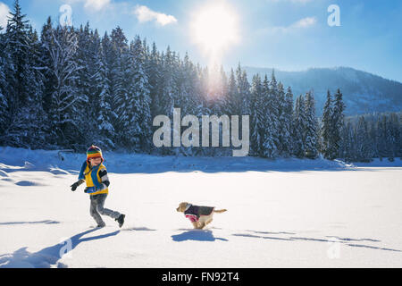 Golden Retriever Welpe Hund nachlaufen junge Stockfoto