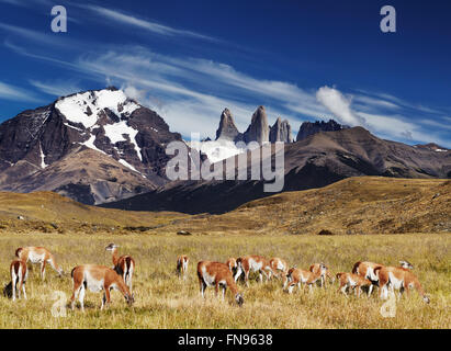 Herde von Guanako im Nationalpark Torres del Paine, Patagonien, Chile Stockfoto