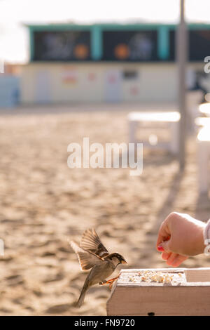 Nahaufnahme einer Frau Fütterung ein Spatz Vogel am Strand Stockfoto