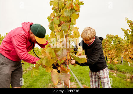 Zwei Personen, Vater und Sohn, die Ernte der Trauben von den Reben. Stockfoto