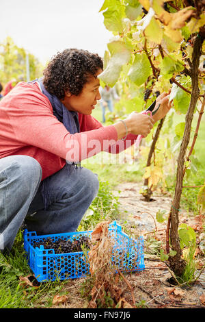 Eine Traube Picker stützte sich nach unten und wählen Sie Trauben für die Ernte. Stockfoto