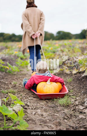 Eine Frau Abschleppen einen kleine rote Schlitten mit einem Kind und einer Belastung von Kürbissen. Stockfoto