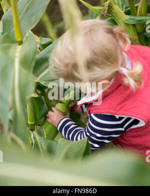 Ein junges Mädchen Kind Hineingreifen in Maisstroh, Mais Maiskolben zu holen. Stockfoto