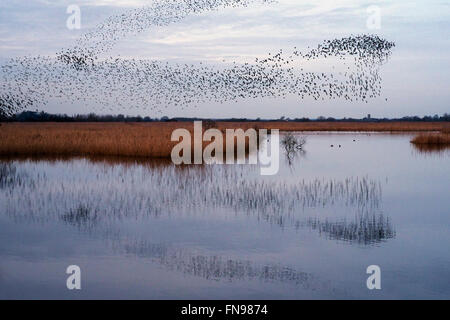 Ein Murmuration der Stare, eine spektakuläre Kunstflug Darstellung einer großen Anzahl der Vögel im Flug in der Dämmerung über die Landschaft. Stockfoto