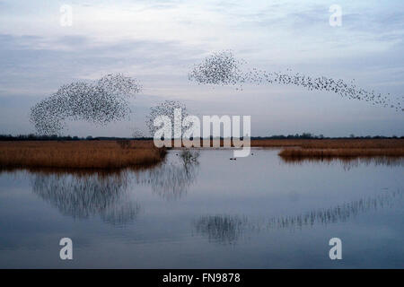 Ein Murmuration der Stare, eine spektakuläre Kunstflug Darstellung einer großen Anzahl der Vögel im Flug in der Dämmerung über die Landschaft. Stockfoto