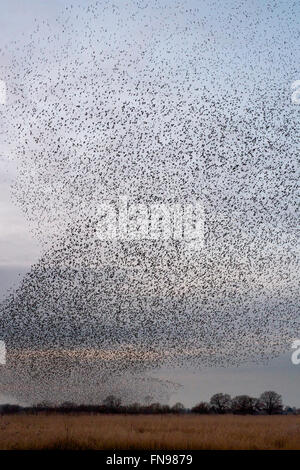 Ein Murmuration der Stare, eine spektakuläre Kunstflug Darstellung einer großen Anzahl der Vögel im Flug in der Dämmerung über die Landschaft. Stockfoto