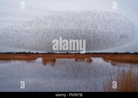 Ein Murmuration der Stare, eine spektakuläre Kunstflug Darstellung einer großen Anzahl der Vögel im Flug in der Dämmerung über die Landschaft. Stockfoto