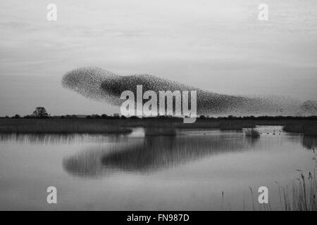 Ein Murmuration der Stare, eine spektakuläre Kunstflug Darstellung einer großen Anzahl der Vögel im Flug in der Dämmerung über die Landschaft. Stockfoto