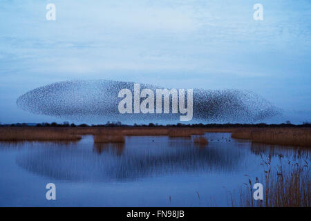 Ein Murmuration der Stare, eine spektakuläre Kunstflug Darstellung einer großen Anzahl der Vögel im Flug in der Dämmerung über die Landschaft. Stockfoto