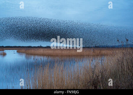 Ein Murmuration der Stare, eine spektakuläre Kunstflug Darstellung einer großen Anzahl der Vögel im Flug in der Dämmerung über die Landschaft. Stockfoto