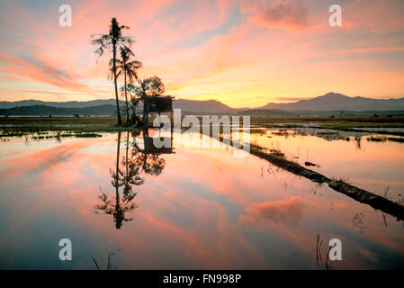 Sonnenaufgang über dem überfluteten Reisfeld, Kota Belud, Sabah, Borneo, Malaysia Stockfoto