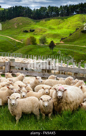 Die Schafe in den Pen warten gezählt und gewogen werden, Schäferei, pukekohe, North Island, Neuseeland Stockfoto