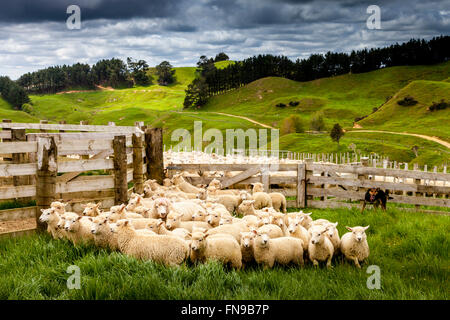 Die Schafe in den Pen warten gezählt und gewogen werden, Schäferei, pukekohe, North Island, Neuseeland Stockfoto