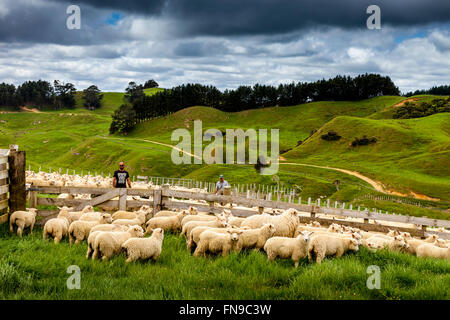 Die Schafe in den Pen warten gezählt und gewogen werden, Schäferei, pukekohe, North Island, Neuseeland Stockfoto