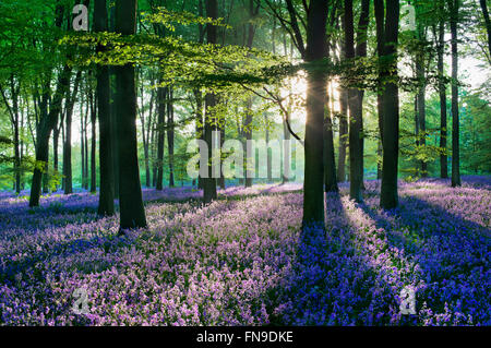 Sonnenlicht strömt durch Buchen auf Bluebells im Wald, Micheldever Wood, Hampshire, England, Großbritannien Stockfoto