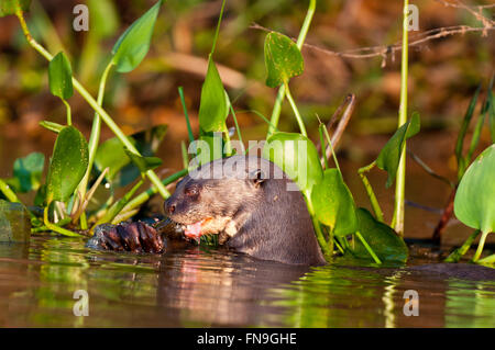 Vom Aussterben bedrohte Fluss Riesenotter (Pteronura Brasilienis) einen Fisch zu essen, im Pantanal in Brasilien Stockfoto