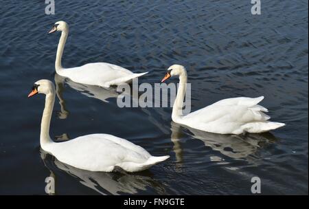 Drei Schwäne schwimmen auf dem Serpentine Lake, Hyde Park, London UK, an einem schönen Frühlingstag. Stockfoto